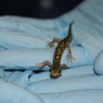 A salamander walks across gloved hands.
