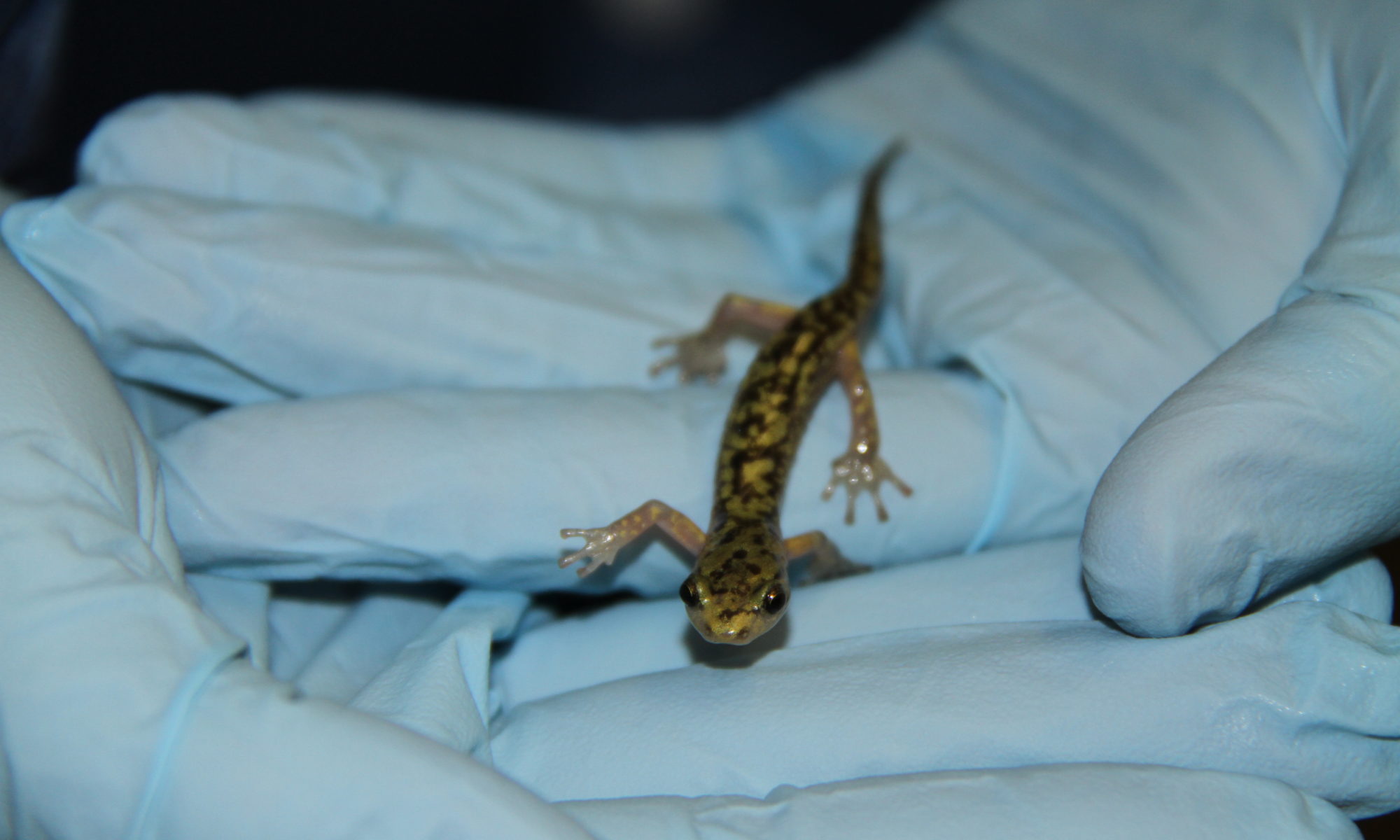 A salamander walks across gloved hands.