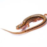 A Blue Ridge two-lined salamander rests on a white surface.