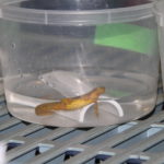An eastern newt rests inside its enclosure in the Amphibian Disease Laboratory.