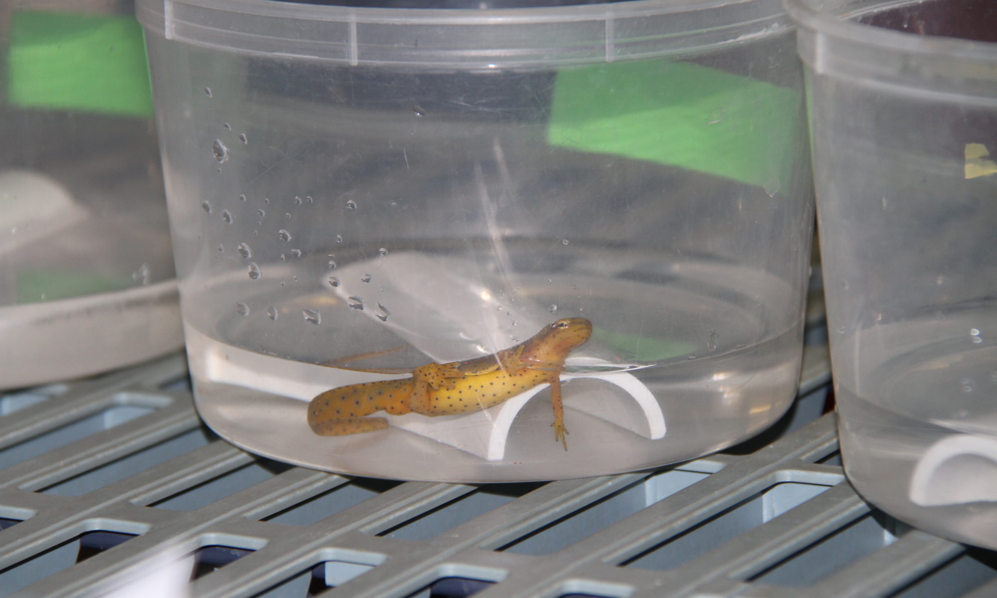 An eastern newt rests inside its enclosure in the Amphibian Disease Laboratory.