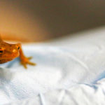 An eastern newt rests on a gloved hand.