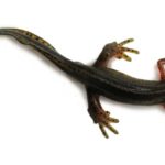 An adult eastern newt rests on a white background.