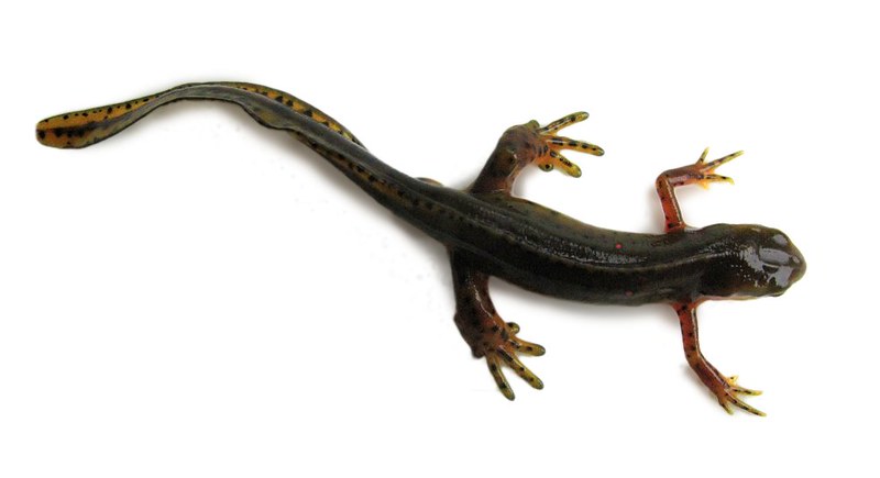An adult eastern newt rests on a white background.