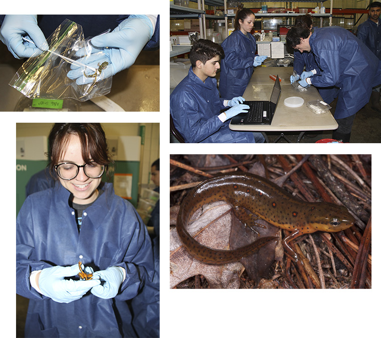 A collage of members from the Amphibian Disease Lab working with live salamanders.