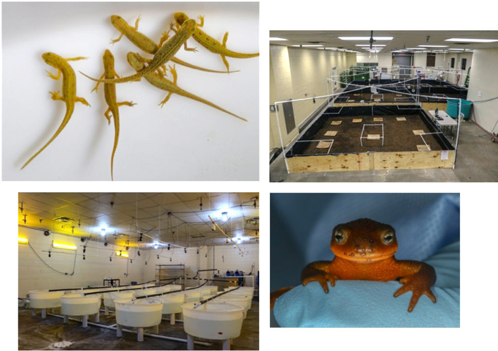 A collage of laboratory images featuring salamanders and their holding spaces.