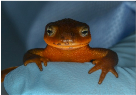 newt amphibian