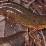 An eastern newt sits in a pile of damp leaves.