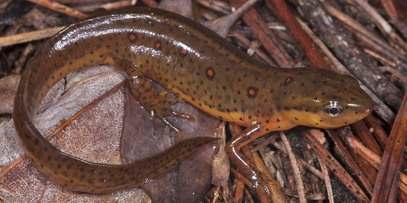 An eastern newt sits in a pile of damp leaves.