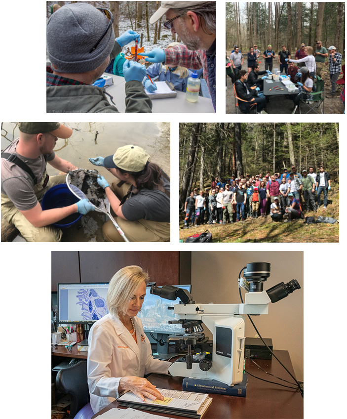 A collage of classes out in the field collecting data on salamanders, and a woman doing lab work with a microscope.