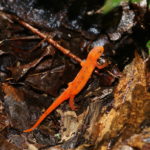 Newt climbs over leaves.