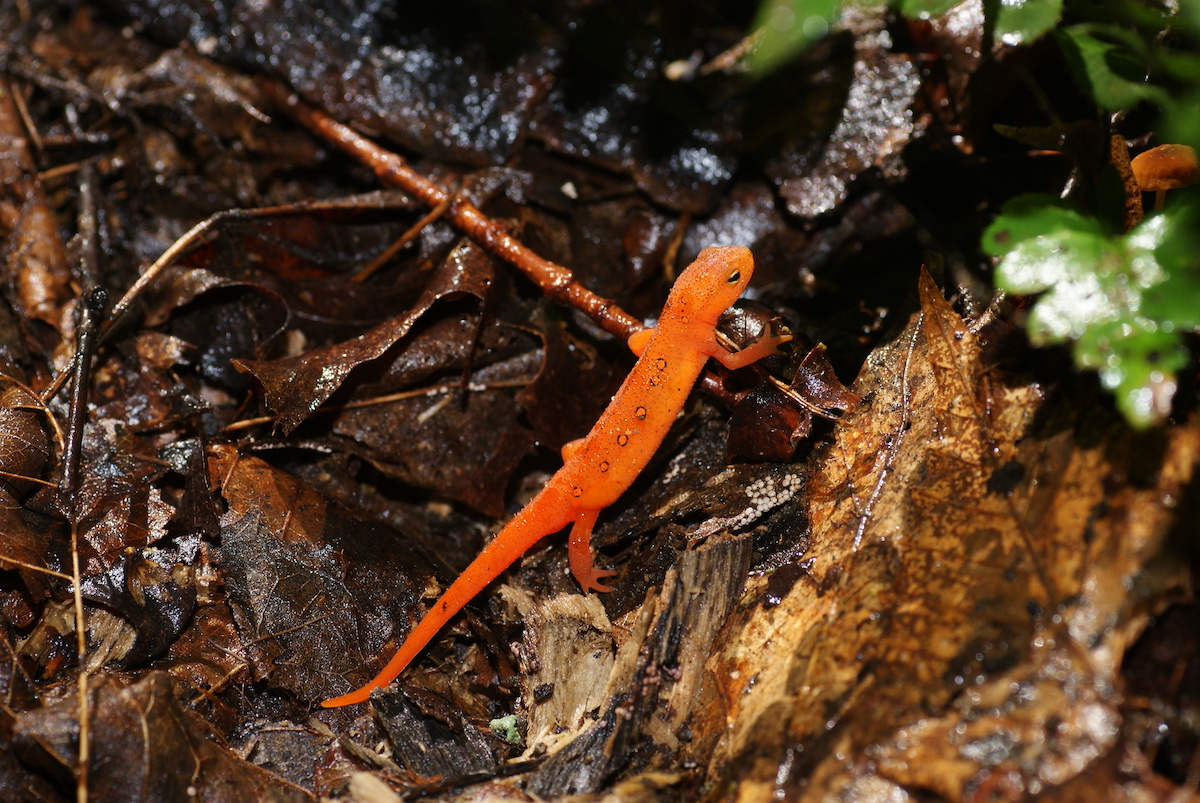 Newt climbs over leaves.